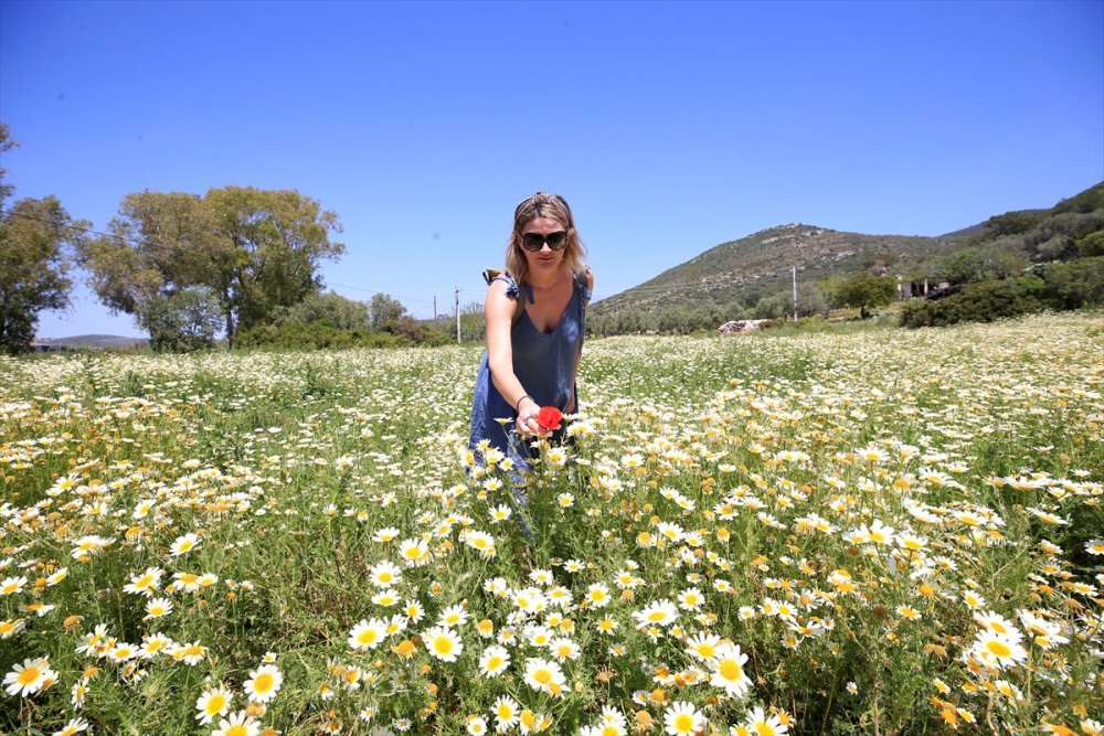 Antalya'nın Kaş İlçesinde Gelincik Ve Papatyalar Tarlaları Süsledi