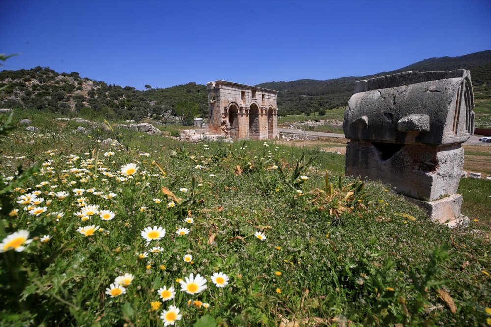 Antalya'nın Kaş İlçesinde Gelincik Ve Papatyalar Tarlaları Süsledi