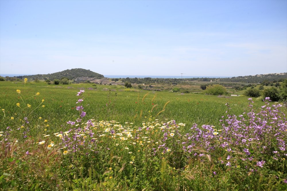 Antalya'nın Kaş İlçesinde Gelincik Ve Papatyalar Tarlaları Süsledi