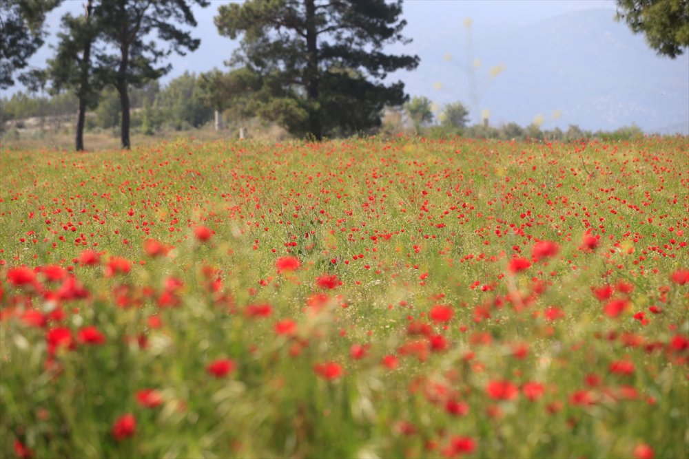 Antalya'nın Kaş İlçesinde Gelincik Ve Papatyalar Tarlaları Süsledi