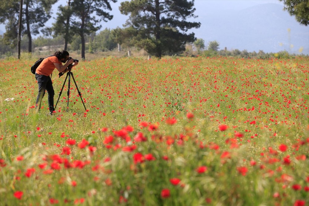 Antalya'nın Kaş İlçesinde Gelincik Ve Papatyalar Tarlaları Süsledi