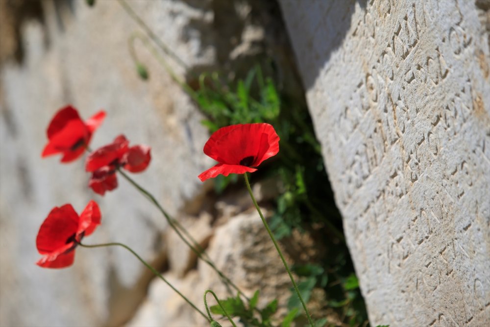 Antalya'nın Kaş İlçesinde Gelincik Ve Papatyalar Tarlaları Süsledi