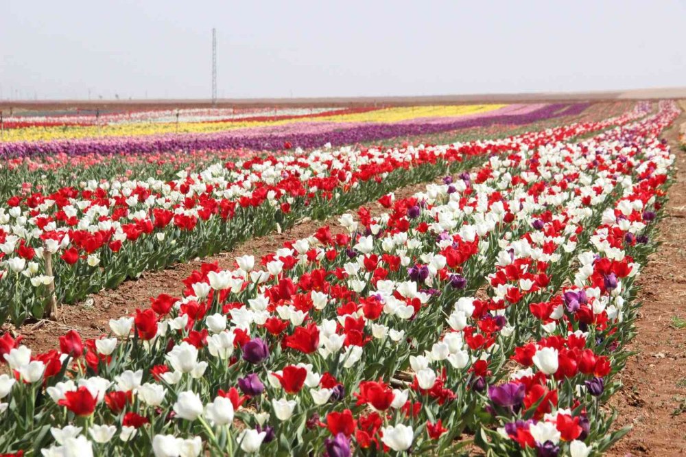 Karaman'da Lalelerin Renk Cümbüşü
