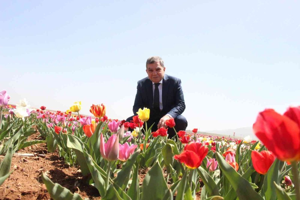 Karaman'da Lalelerin Renk Cümbüşü