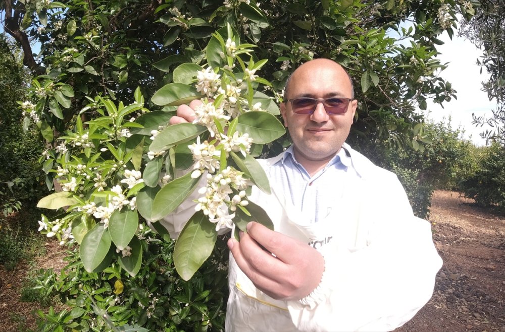 Mersin'de Arıcıların Kaliteli Bal Üretimi İçin Toroslara Göçü Başladı