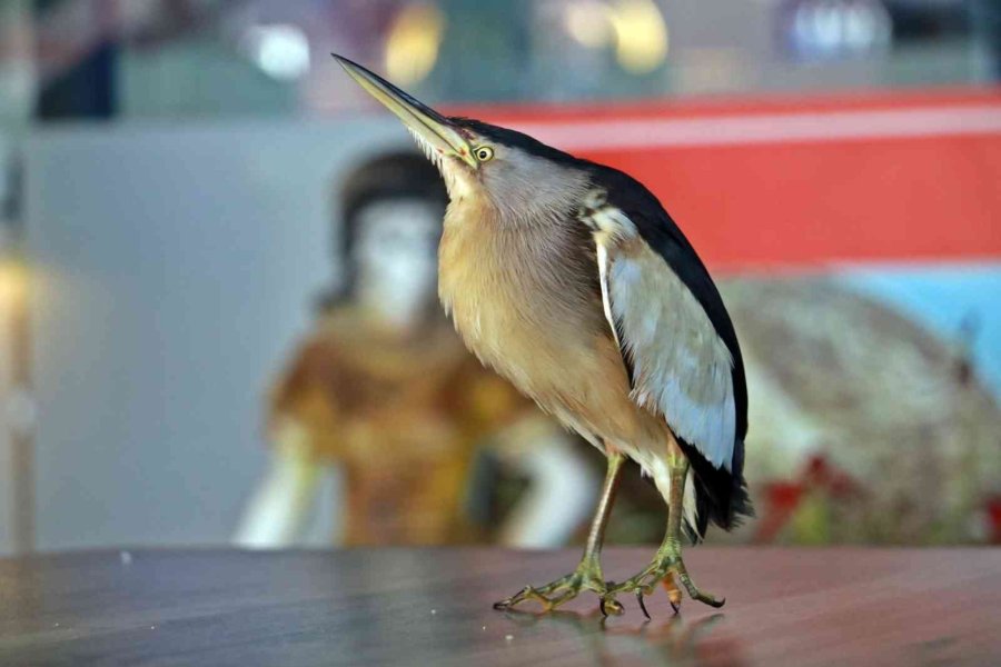 Antalya’da Bahçeye Düşen Ve Nesli Tükenmekte Olan ‘balaban Kuşu’ Koruma Altına Alındı