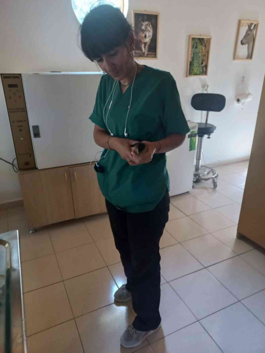 Antalya’da Bahçeye Düşen Ve Nesli Tükenmekte Olan ‘balaban Kuşu’ Koruma Altına Alındı