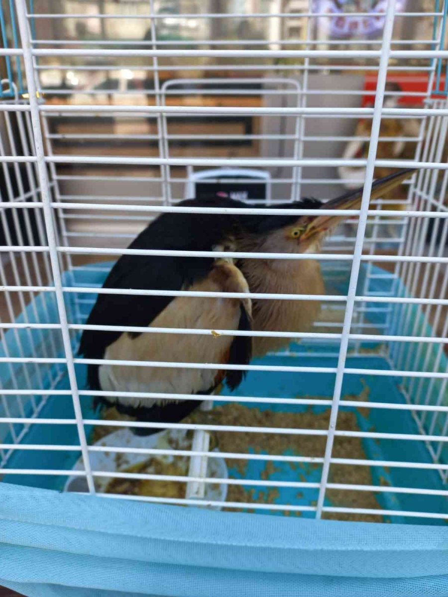 Antalya’da Bahçeye Düşen Ve Nesli Tükenmekte Olan ‘balaban Kuşu’ Koruma Altına Alındı