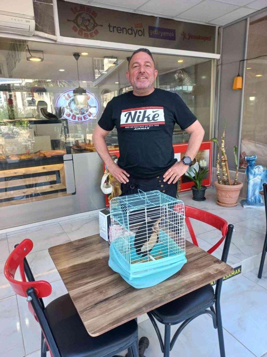 Antalya’da Bahçeye Düşen Ve Nesli Tükenmekte Olan ‘balaban Kuşu’ Koruma Altına Alındı