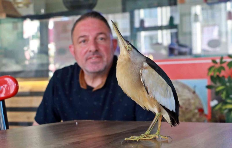 Antalya’da Bahçeye Düşen Ve Nesli Tükenmekte Olan ‘balaban Kuşu’ Koruma Altına Alındı