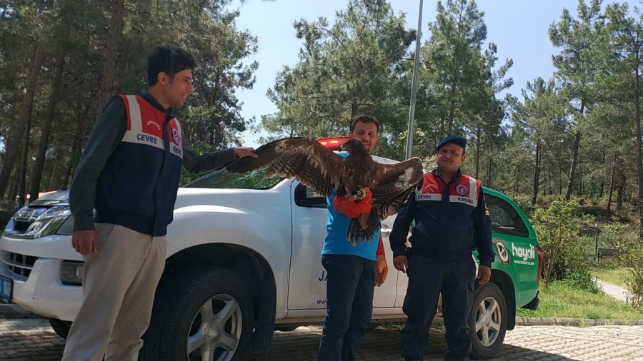 Jandarmadan Uçamaz Haldeki Kartala Yardım Eli