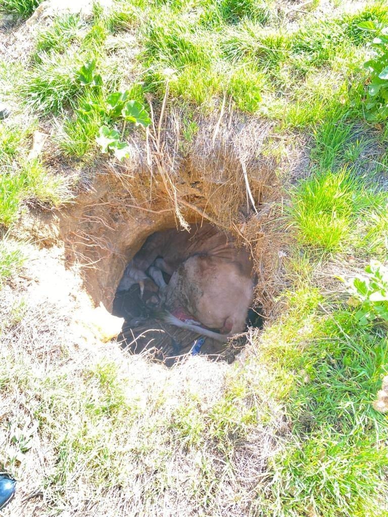 Konya’da Kuyuya Düşen İnek Açılan Tünel Sayesinde Kurtarıldı