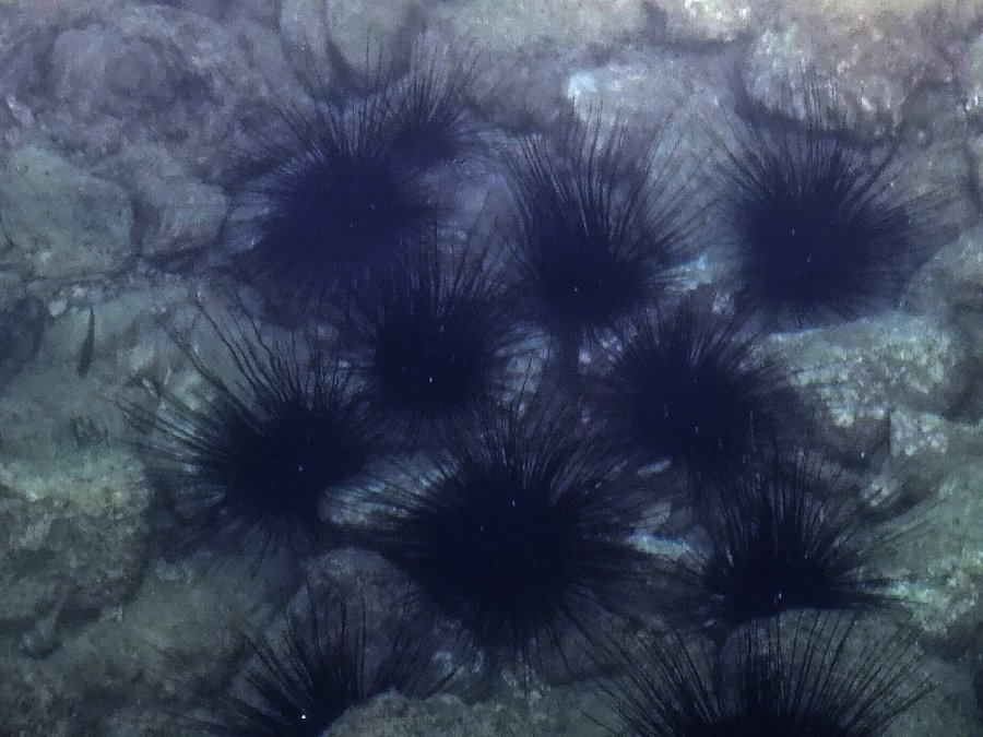 Dünyaca Ünlü Sahilde Deniz Kestaneleri Koloni Olarak Görüntülendi