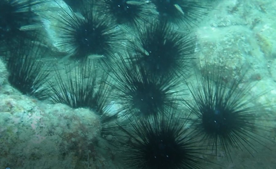 Dünyaca Ünlü Sahilde Deniz Kestaneleri Koloni Olarak Görüntülendi