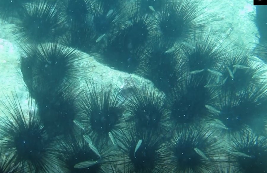 Dünyaca Ünlü Sahilde Deniz Kestaneleri Koloni Olarak Görüntülendi