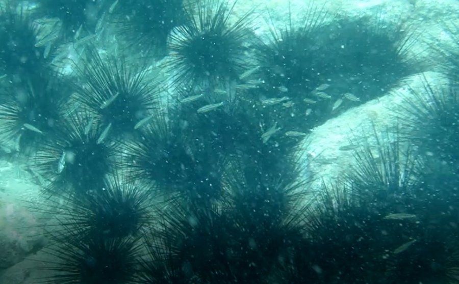 Dünyaca Ünlü Sahilde Deniz Kestaneleri Koloni Olarak Görüntülendi