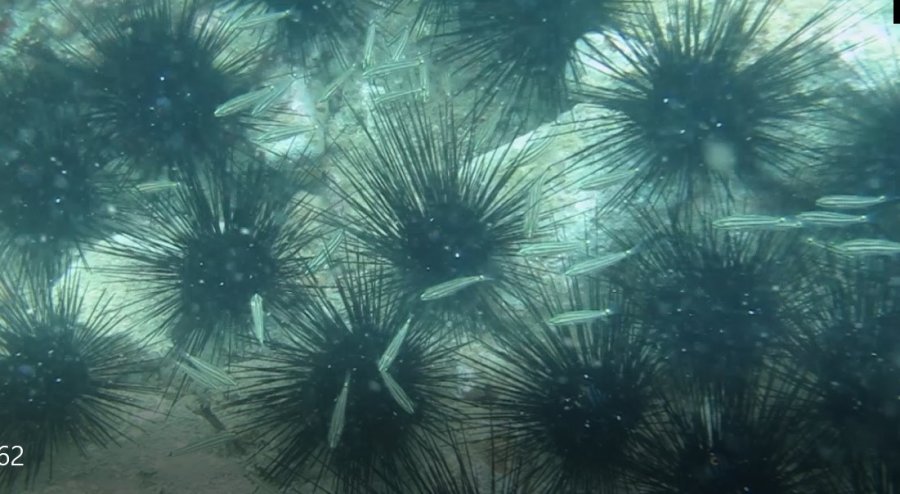 Dünyaca Ünlü Sahilde Deniz Kestaneleri Koloni Olarak Görüntülendi