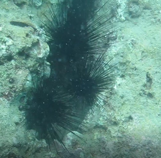 Dünyaca Ünlü Sahilde Deniz Kestaneleri Koloni Olarak Görüntülendi