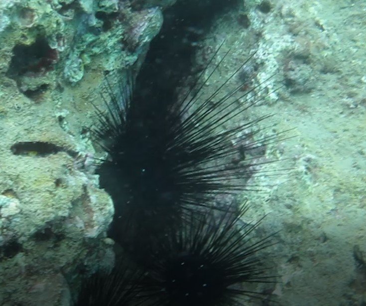 Dünyaca Ünlü Sahilde Deniz Kestaneleri Koloni Olarak Görüntülendi