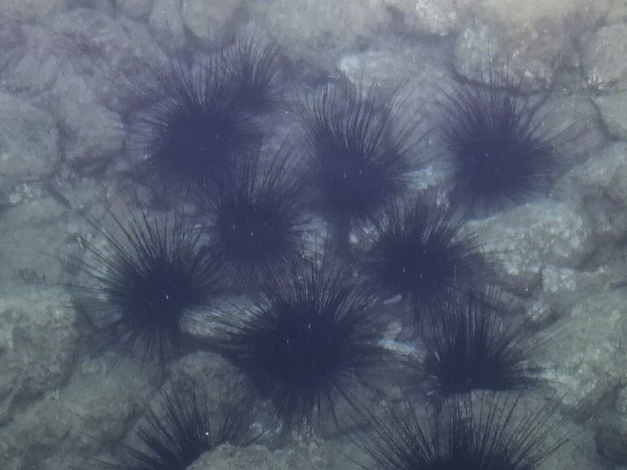 Dünyaca Ünlü Sahilde Deniz Kestaneleri Koloni Olarak Görüntülendi