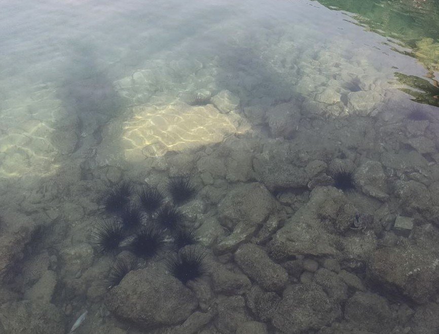 Dünyaca Ünlü Sahilde Deniz Kestaneleri Koloni Olarak Görüntülendi