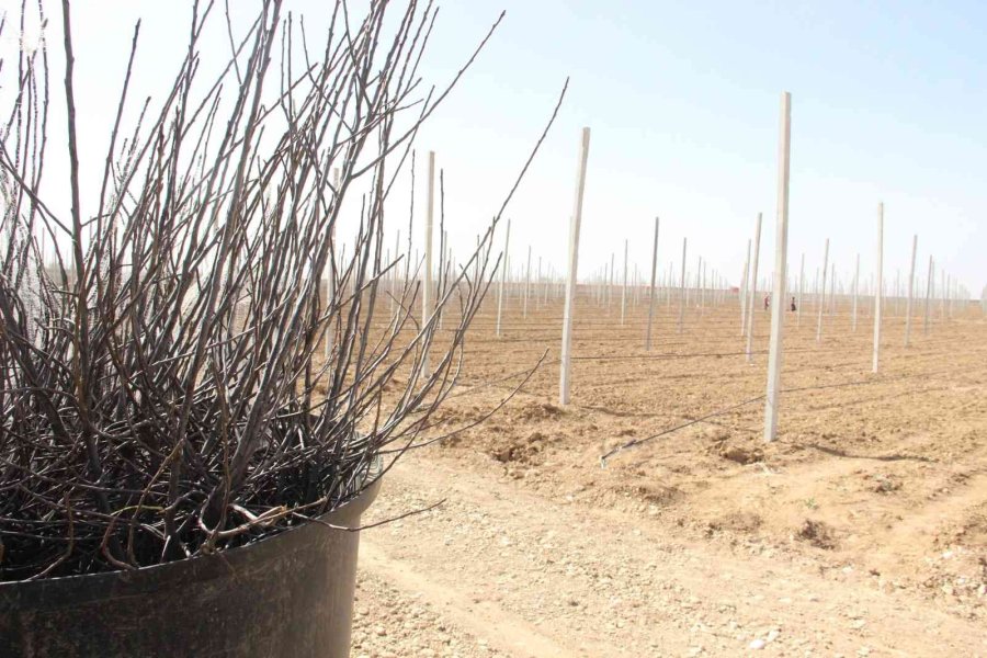 Türkiye’nin En Büyük Elma Üreticisi Hindistan’a Açılıyor