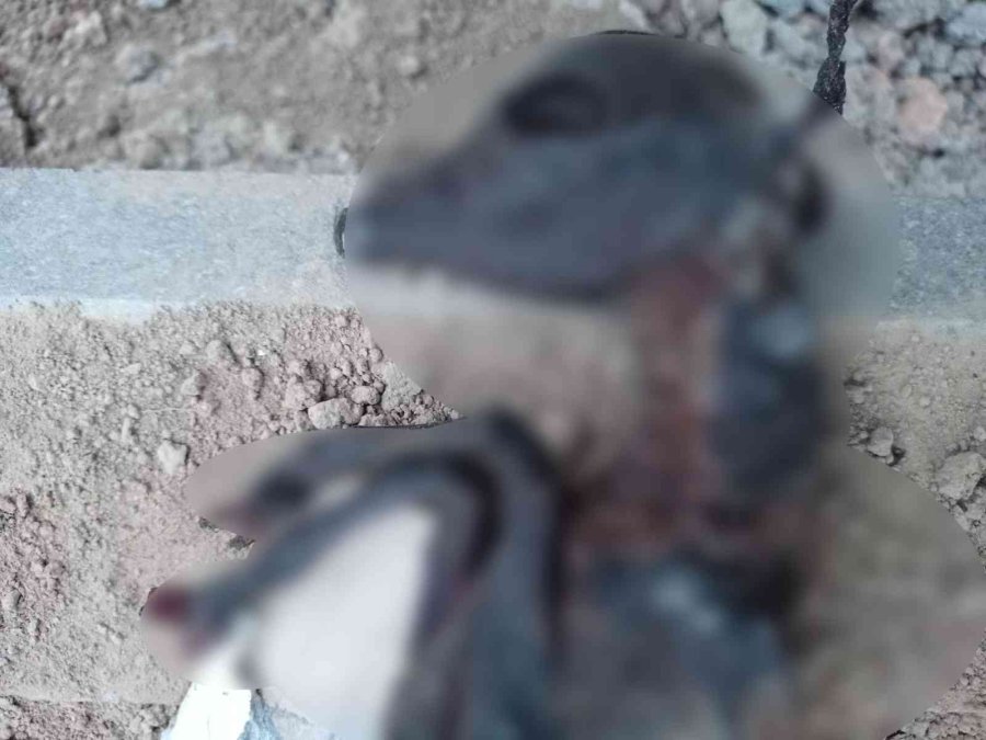 Silifke’de Yanmış Yavru Keçi Bulundu