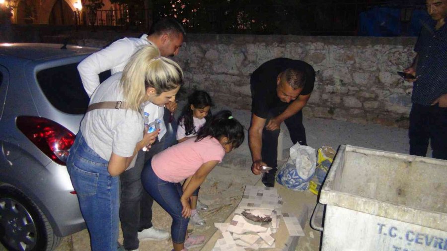 Silifke’de Yanmış Yavru Keçi Bulundu