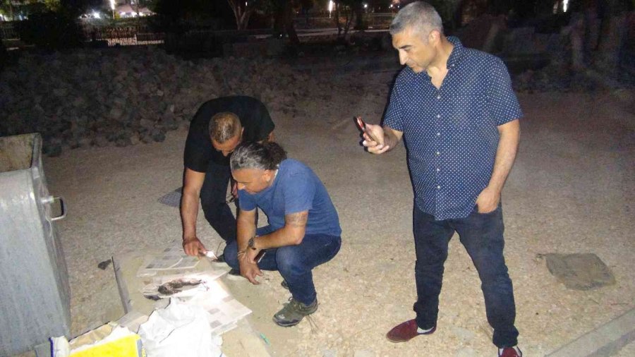 Silifke’de Yanmış Yavru Keçi Bulundu