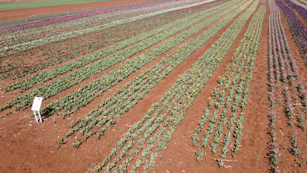 Rusların Karaman Lalesi Talebi
