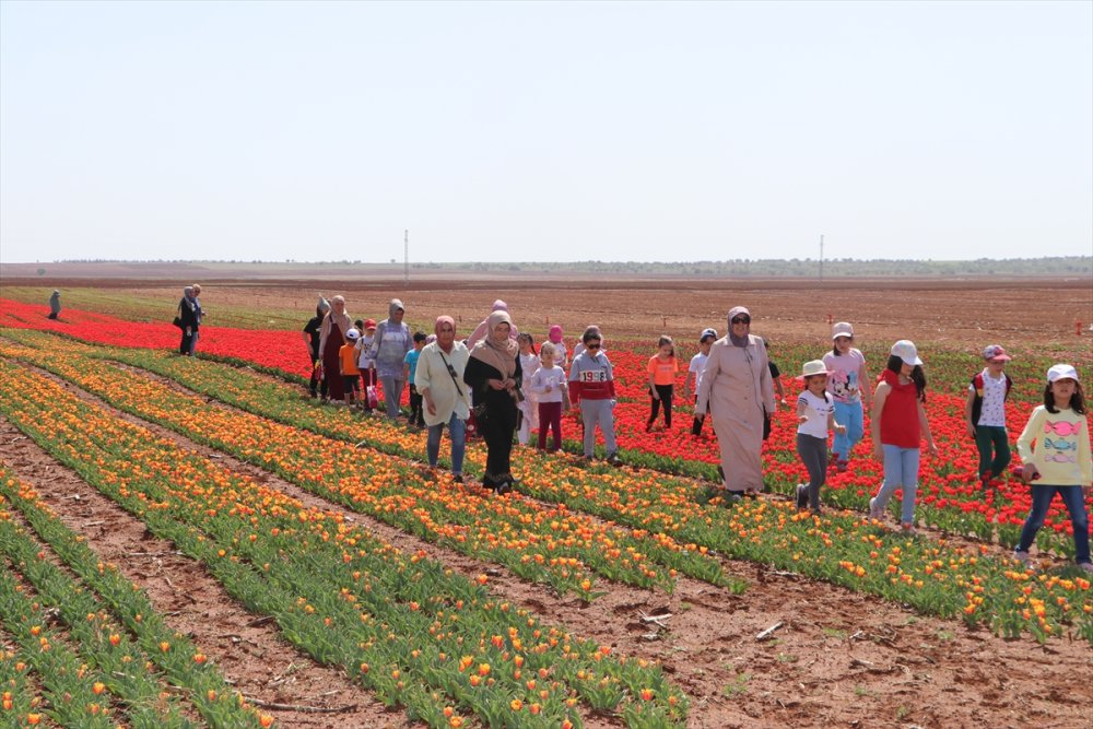 Rusların Karaman Lalesi Talebi