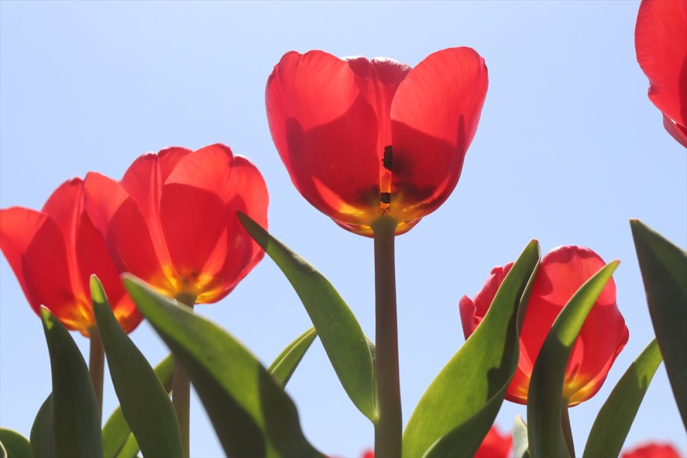 Rusların Karaman Lalesi Talebi