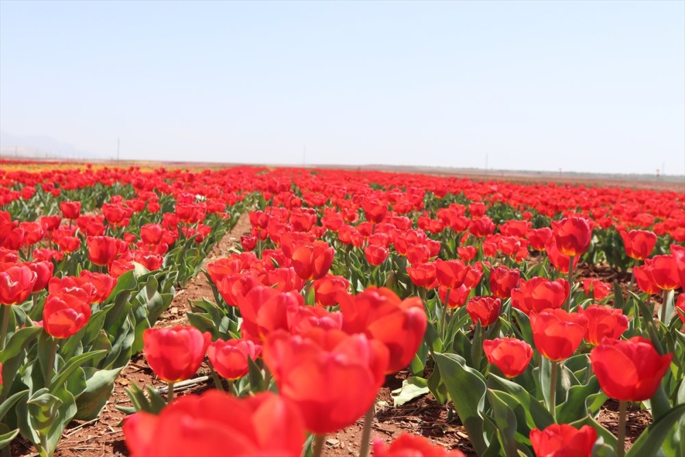Rusların Karaman Lalesi Talebi