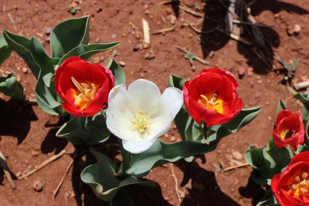 Rusların Karaman Lalesi Talebi