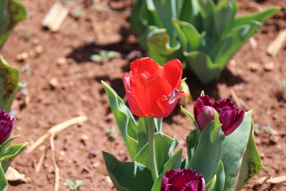 Rusların Karaman Lalesi Talebi