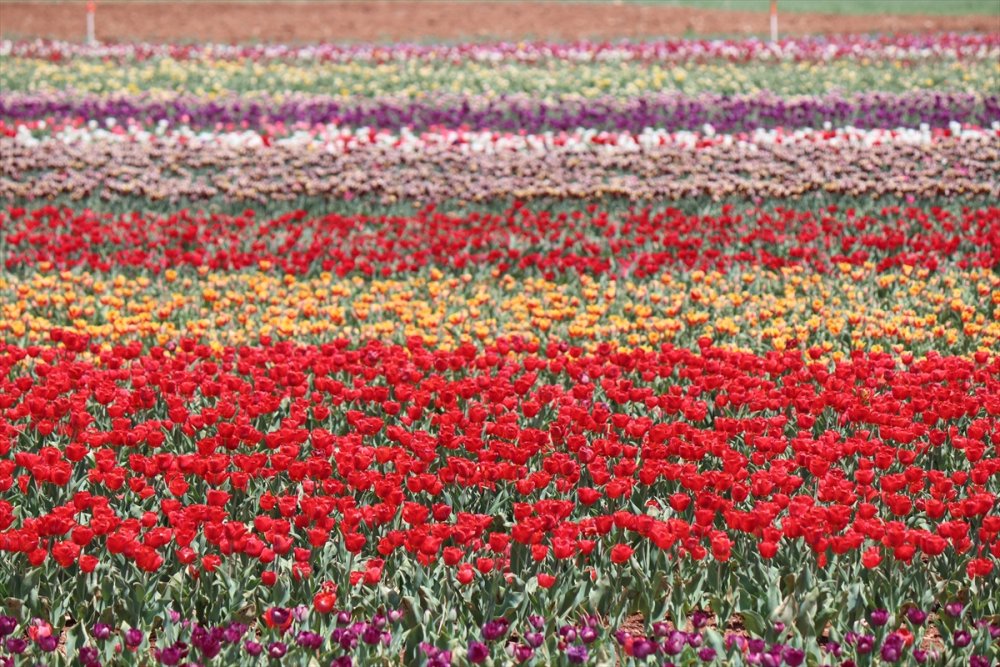 Rusların Karaman Lalesi Talebi