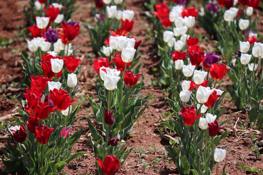 Rusların Karaman Lalesi Talebi
