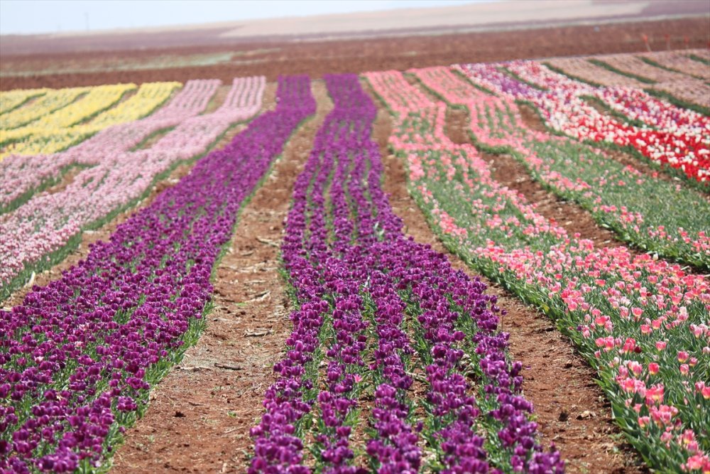 Rusların Karaman Lalesi Talebi