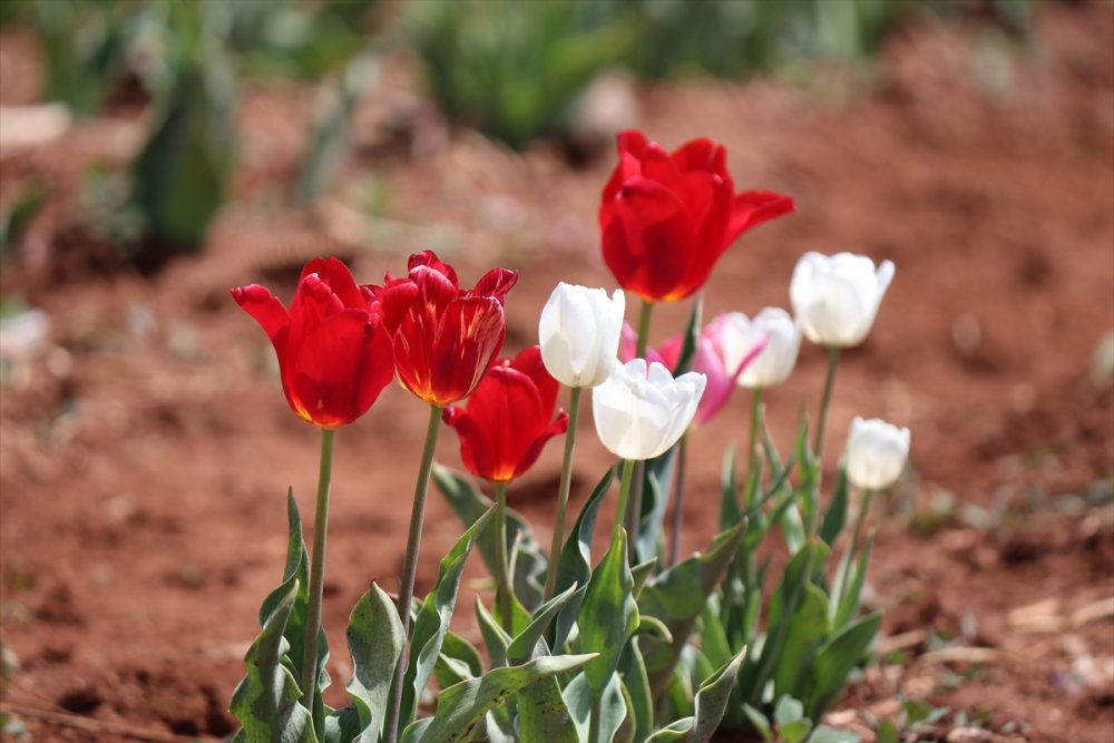Rusların Karaman Lalesi Talebi
