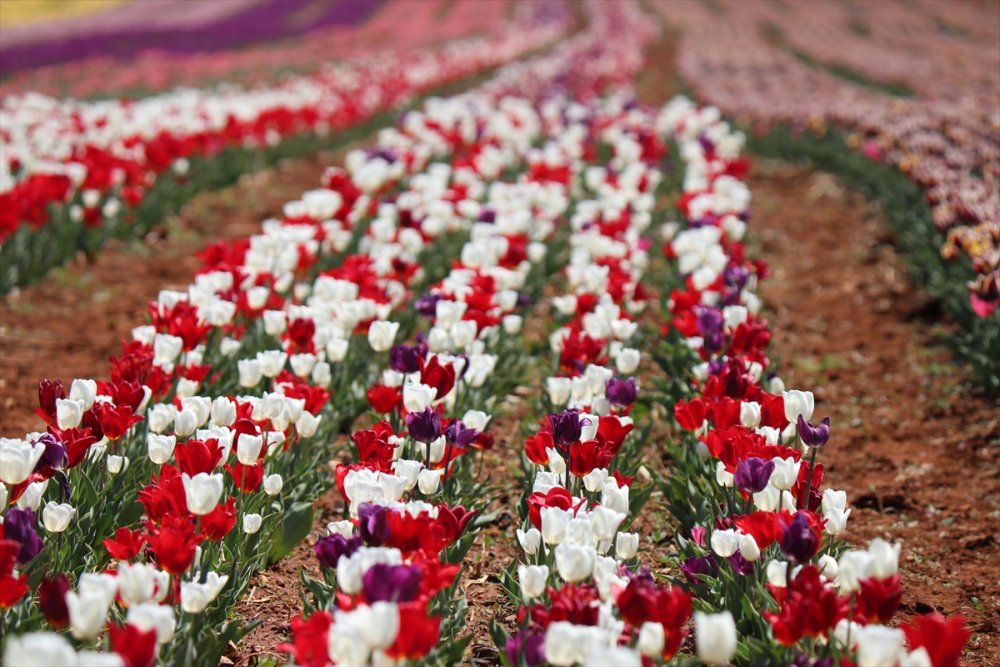 Rusların Karaman Lalesi Talebi