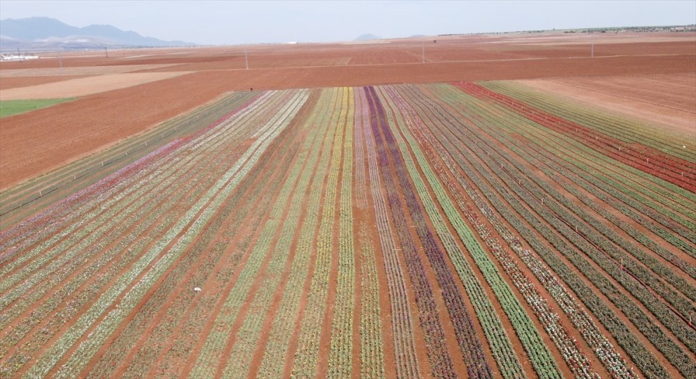 Rusların Karaman Lalesi Talebi