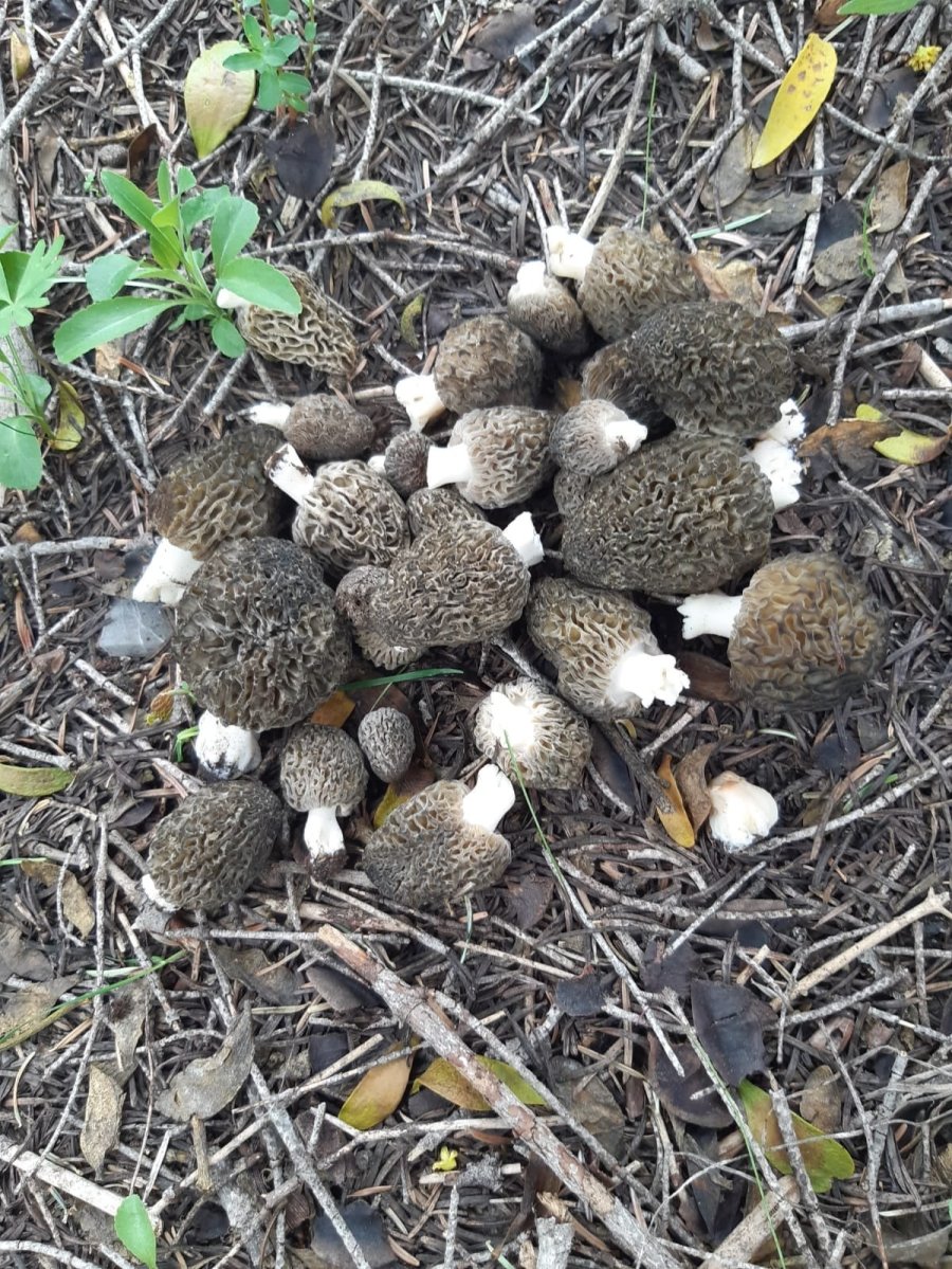 Konya’da Kilosu 350 Liradan Alımı Yapılan Kuzugöbeği Hasadı Başladı