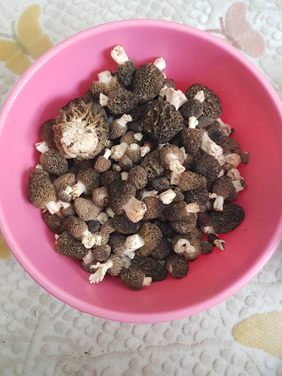 Konya’da Kilosu 350 Liradan Alımı Yapılan Kuzugöbeği Hasadı Başladı