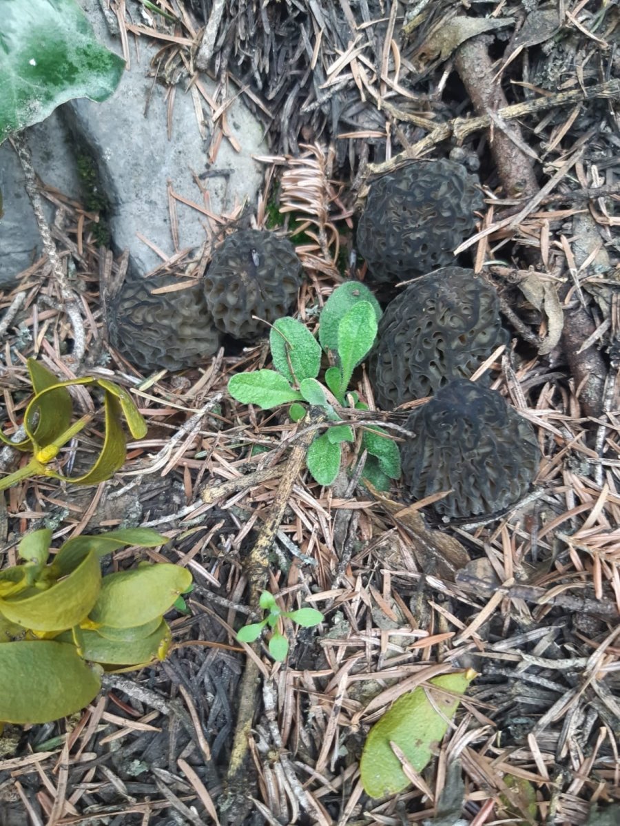 Konya’da Kilosu 350 Liradan Alımı Yapılan Kuzugöbeği Hasadı Başladı