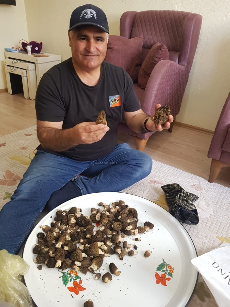 Konya’da Kilosu 350 Liradan Alımı Yapılan Kuzugöbeği Hasadı Başladı