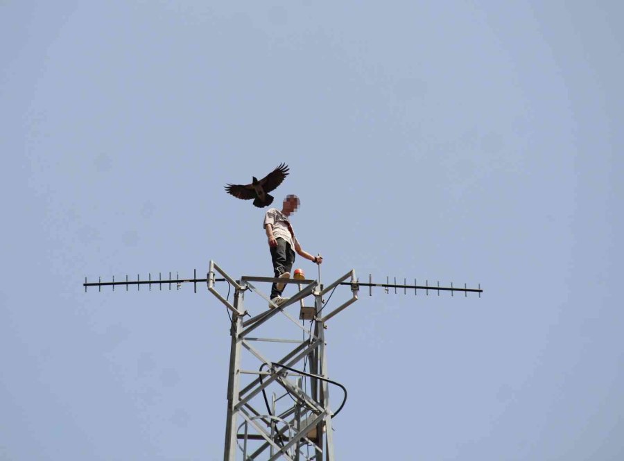 50 Metre Yüksekteki İntihar Teşebbüsü Yavalarını Korumak İsteyen Kargaları Da Harekete Geçirdi