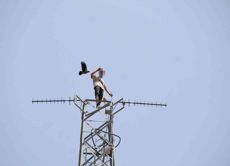 50 Metre Yüksekteki İntihar Teşebbüsü Yavalarını Korumak İsteyen Kargaları Da Harekete Geçirdi