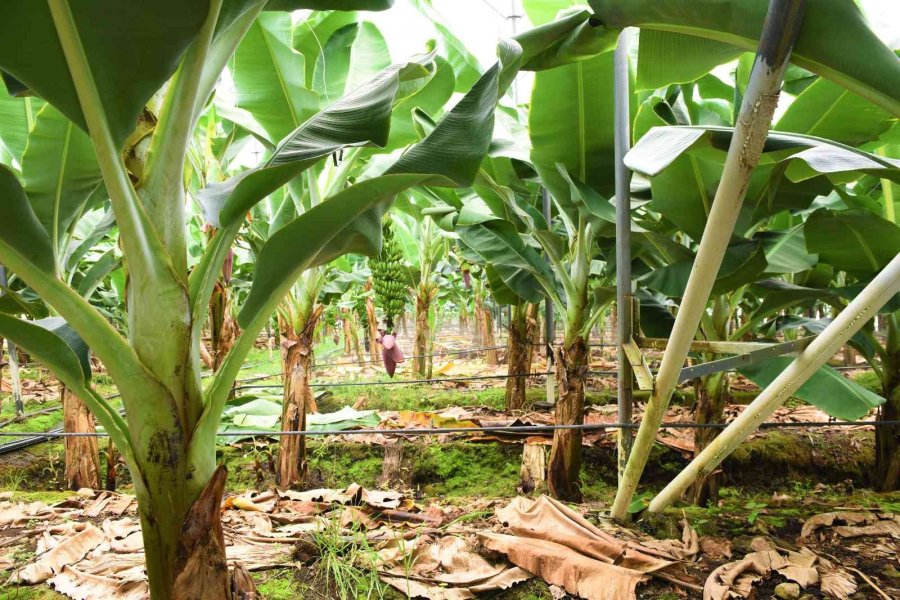 Mersin’de 1 Nisan’da Başlayan Sulama Sezonunda 717 Bin 560 Dekar Tarım Arazisi Sulanacak