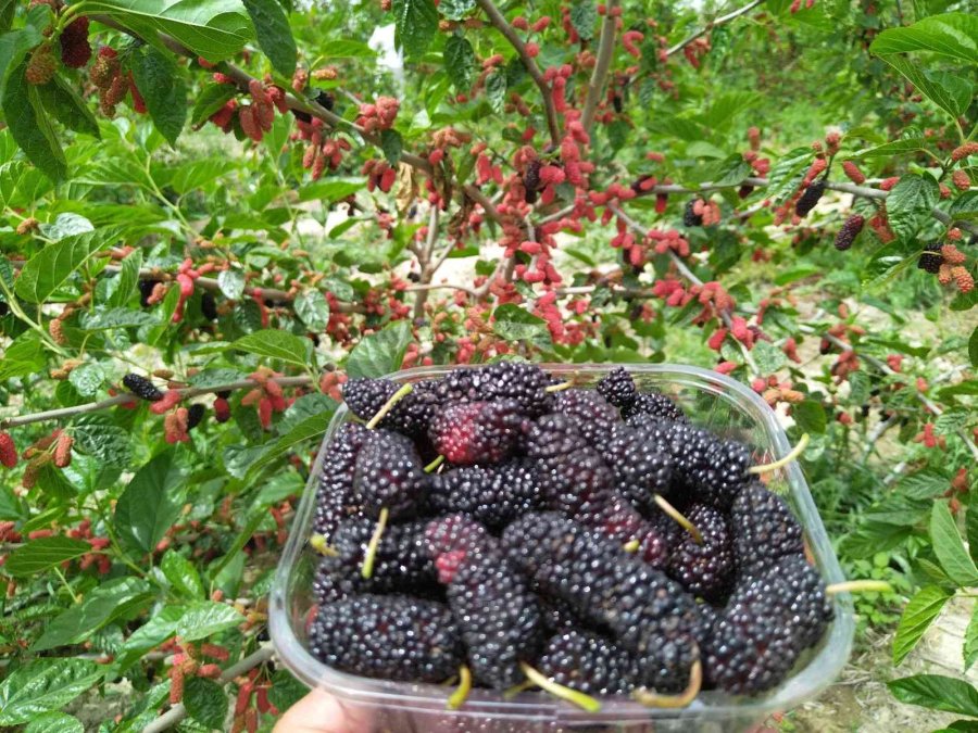 Silifke’de Açıkta Hasadı Yapılan Karadut, Üreticinin Yüzünü Güldürüyor