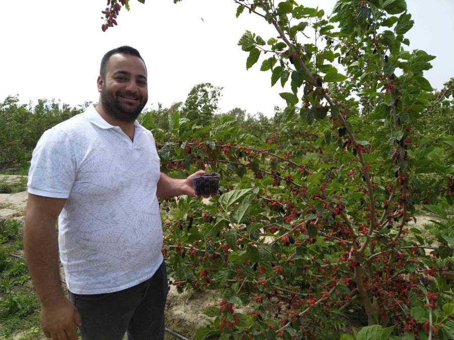 Silifke’de Açıkta Hasadı Yapılan Karadut, Üreticinin Yüzünü Güldürüyor